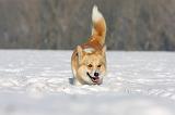 CORGI PEMBROKE 939